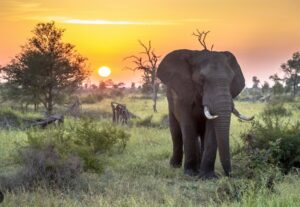 Découvrir la faune et la flore lors d'un voyage en Afrique