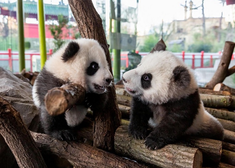 Les plus grands zoos à découvrir en Europe